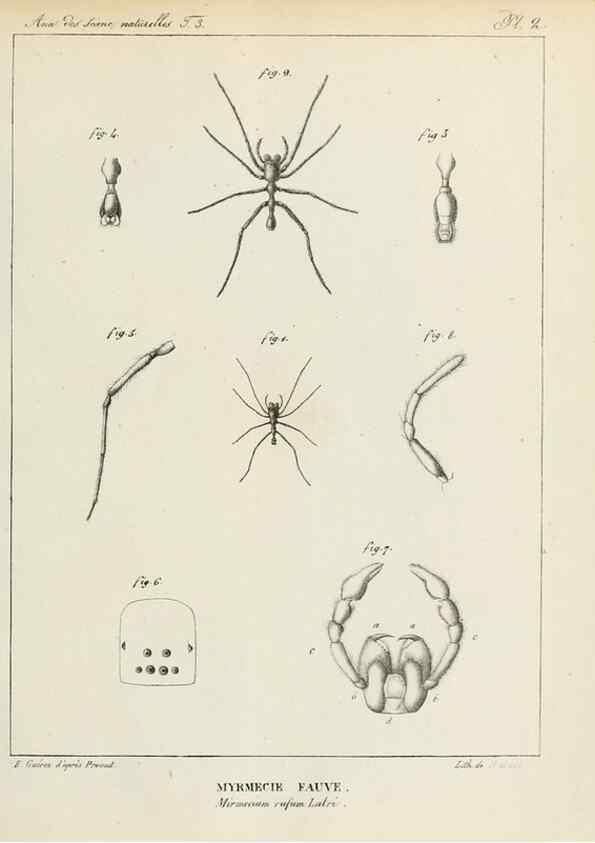 Reproducción/Reproduction 7165175284: Annales des sciences naturelles :. Paris :Crochard