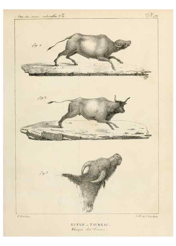 Reproducción/Reproduction 7165163378: Annales des sciences naturelles :. Paris :Crochard