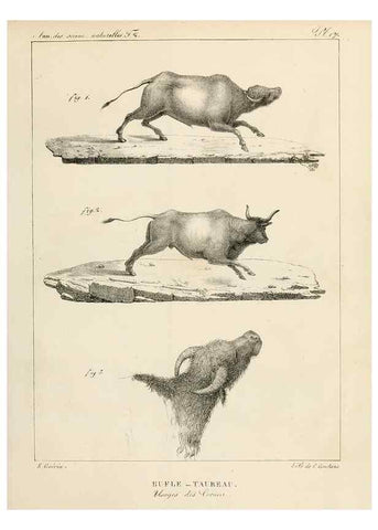 Reproducción/Reproduction 7165163378: Annales des sciences naturelles :. Paris :Crochard