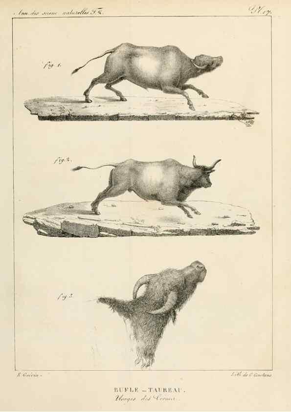 Reproducción/Reproduction 7165163378: Annales des sciences naturelles :. Paris :Crochard