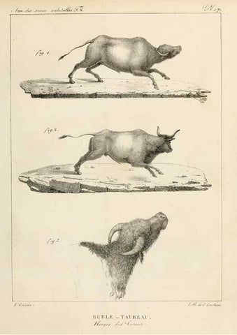 Reproducción/Reproduction 7165163378: Annales des sciences naturelles :. Paris :Crochard