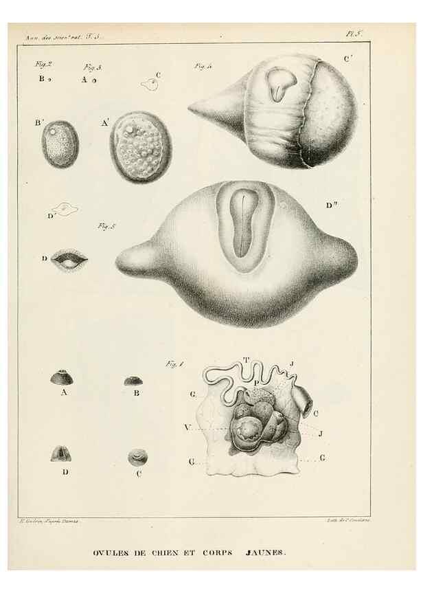 Reproducción/Reproduction 7165179100: Annales des sciences naturelles :. Paris :Crochard