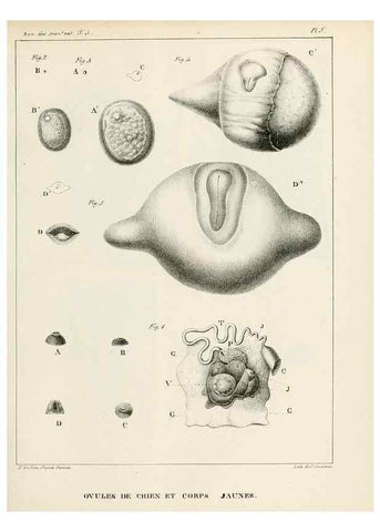 Reproducción/Reproduction 7165179100: Annales des sciences naturelles :. Paris :Crochard