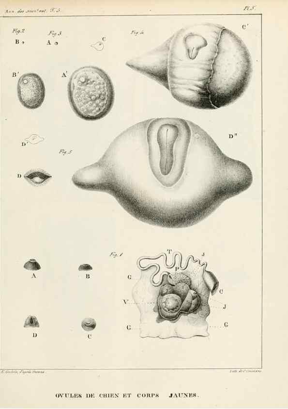 Reproducción/Reproduction 7165179100: Annales des sciences naturelles :. Paris :Crochard