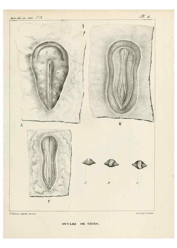 Reproducción/Reproduction 7165181316: Annales des sciences naturelles :. Paris :Crochard