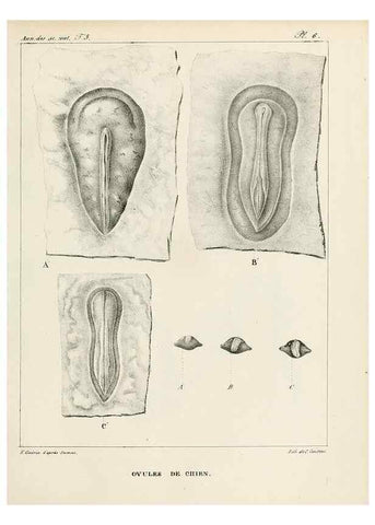 Reproducción/Reproduction 7165181316: Annales des sciences naturelles :. Paris :Crochard