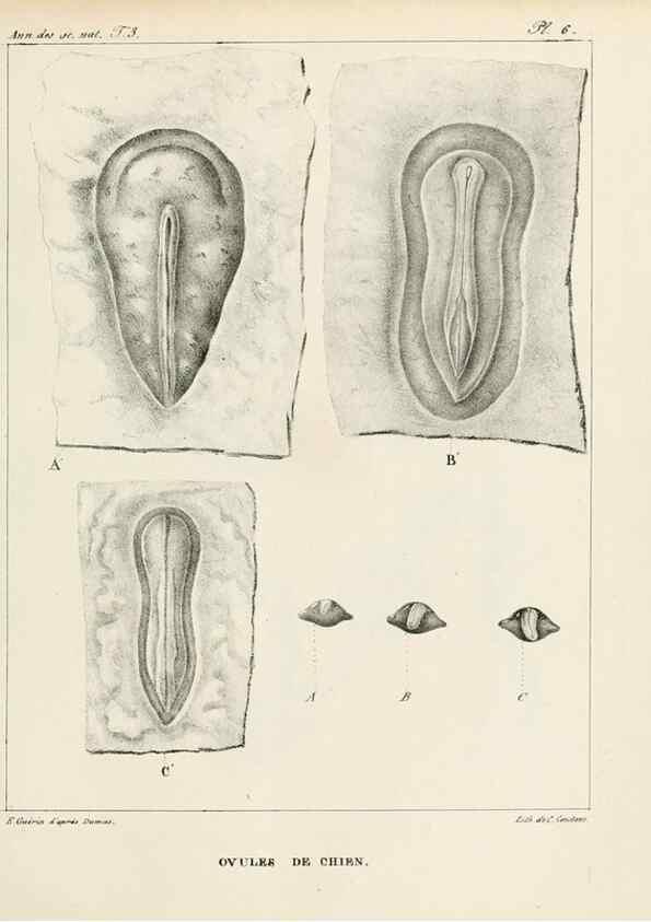 Reproducción/Reproduction 7165181316: Annales des sciences naturelles :. Paris :Crochard