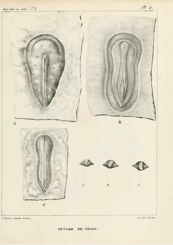 Reproducción/Reproduction 7165181316: Annales des sciences naturelles :. Paris :Crochard