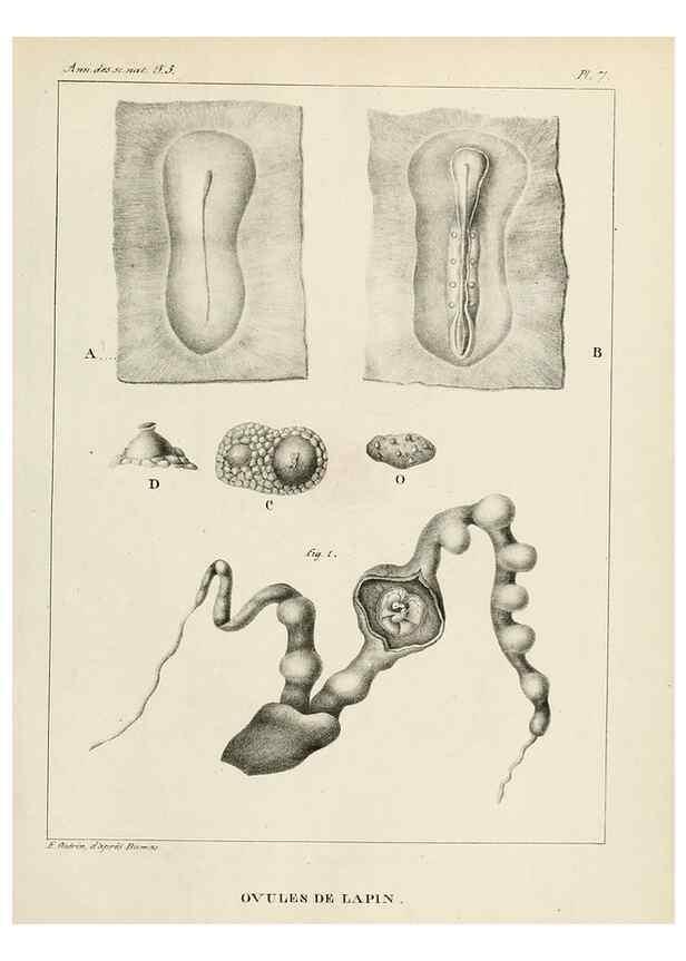 Reproducción/Reproduction 7165182844: Annales des sciences naturelles :. Paris :Crochard