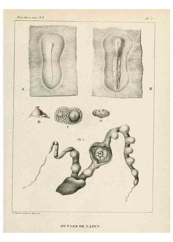 Reproducción/Reproduction 7165182844: Annales des sciences naturelles :. Paris :Crochard
