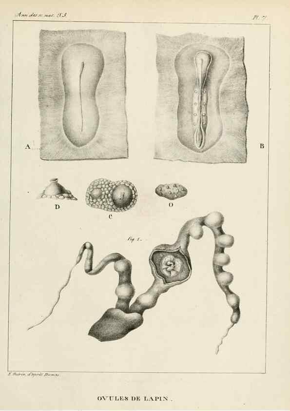 Reproducción/Reproduction 7165182844: Annales des sciences naturelles :. Paris :Crochard
