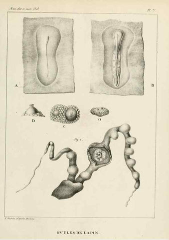 Reproducción/Reproduction 7165182844: Annales des sciences naturelles :. Paris :Crochard