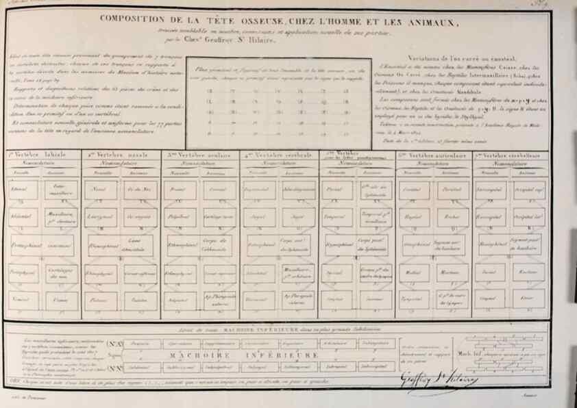 Reproducción/Reproduction 7165185622: Annales des sciences naturelles :. Paris :Crochard