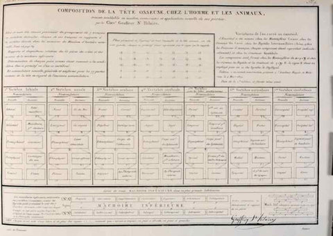 Reproducción/Reproduction 7165185622: Annales des sciences naturelles :. Paris :Crochard