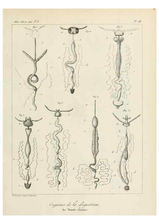 Reproducción/Reproduction 7165187974: Annales des sciences naturelles :. Paris :Crochard