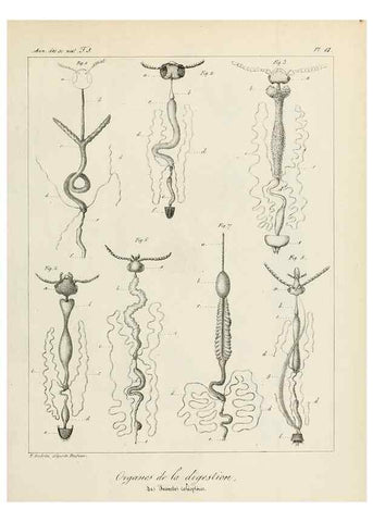 Reproducción/Reproduction 7165187974: Annales des sciences naturelles :. Paris :Crochard