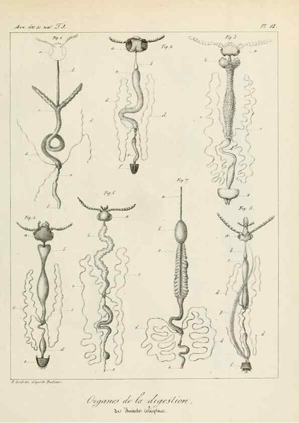 Reproducción/Reproduction 7165187974: Annales des sciences naturelles :. Paris :Crochard
