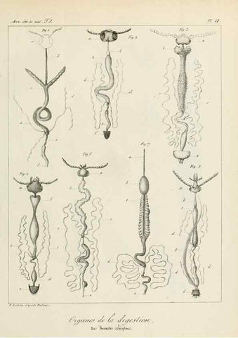 Reproducción/Reproduction 7165187974: Annales des sciences naturelles :. Paris :Crochard