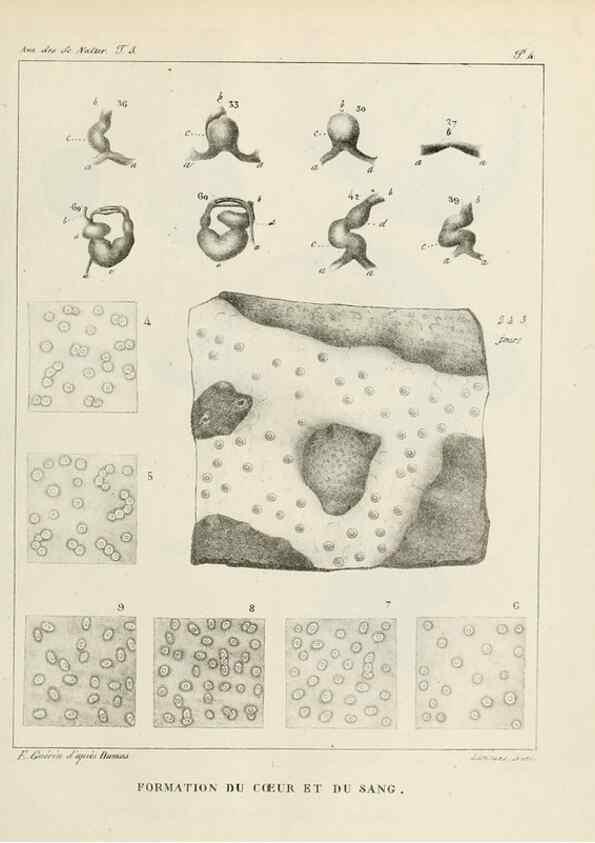 Reproducción/Reproduction 7165177924: Annales des sciences naturelles :. Paris :Crochard