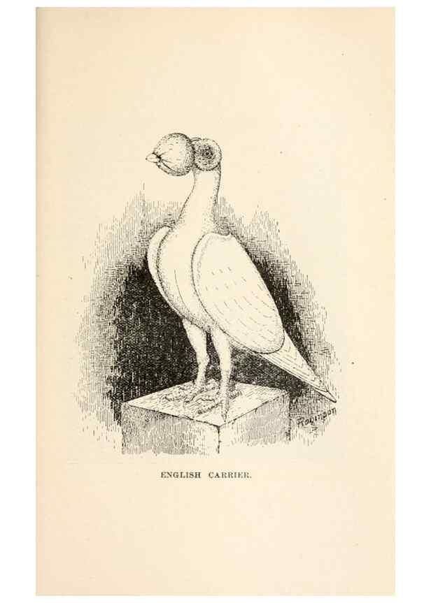 Reproducción/Reproduction 7132140081: Pigeons and all about them.. Boston,C.E. Twombly[c1898]
