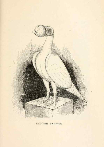 Reproducción/Reproduction 7132140081: Pigeons and all about them.. Boston,C.E. Twombly[c1898]