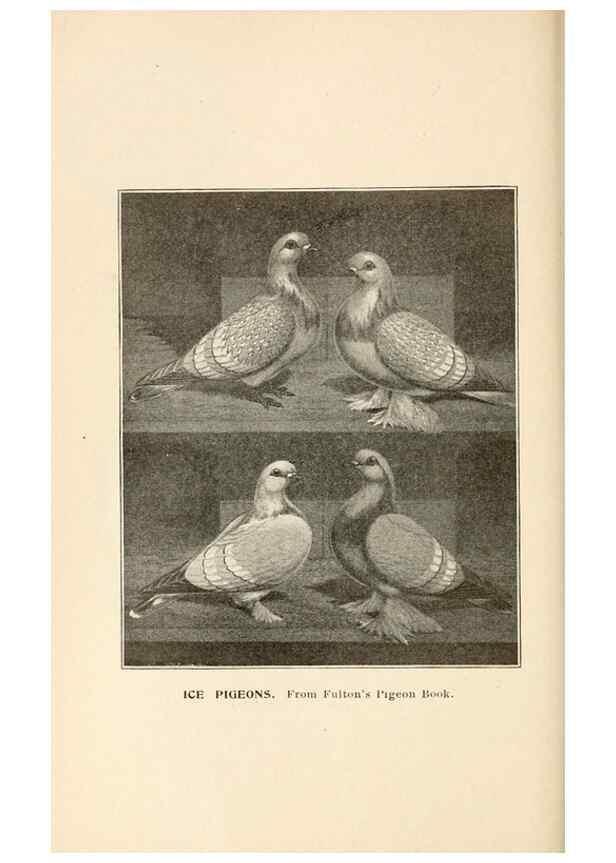 Reproducción/Reproduction 7132139115: Pigeons and all about them.. Boston,C.E. Twombly[c1898]