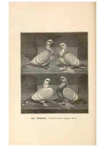 Reproducción/Reproduction 7132139115: Pigeons and all about them.. Boston,C.E. Twombly[c1898]