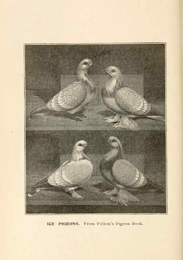 Reproducción/Reproduction 7132139115: Pigeons and all about them.. Boston,C.E. Twombly[c1898]