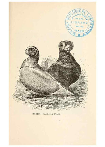 Reproducción/Reproduction 6986053776: Pigeons and all about them.. Boston,C.E. Twombly[c1898]