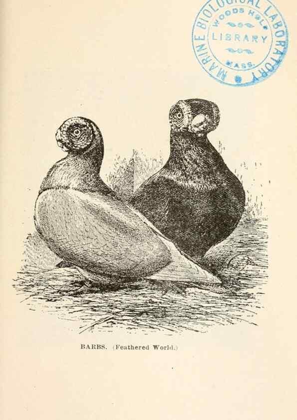 Reproducción/Reproduction 6986053776: Pigeons and all about them.. Boston,C.E. Twombly[c1898]