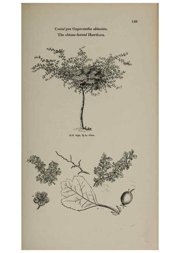 Reproducción/Reproduction 6918245292: Arboretum et fruticetum britannicum, or :. London :J.C. Loudon,1844.