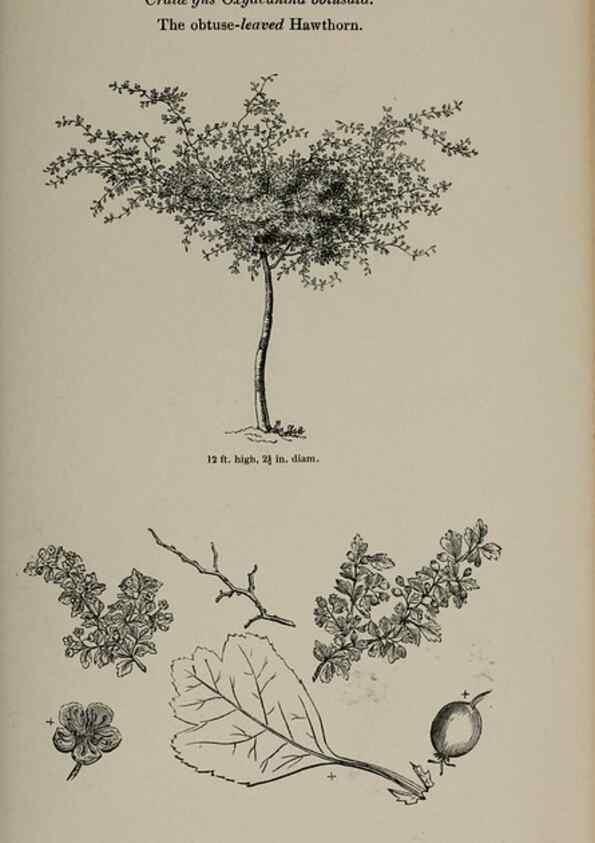 Reproducción/Reproduction 6918245292: Arboretum et fruticetum britannicum, or :. London :J.C. Loudon,1844.