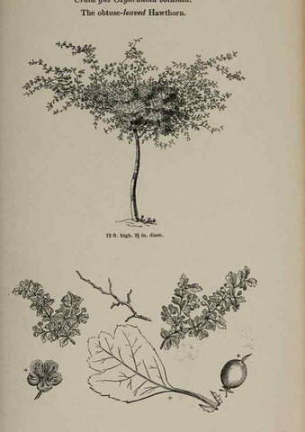 Reproducción/Reproduction 6918245292: Arboretum et fruticetum britannicum, or :. London :J.C. Loudon,1844.