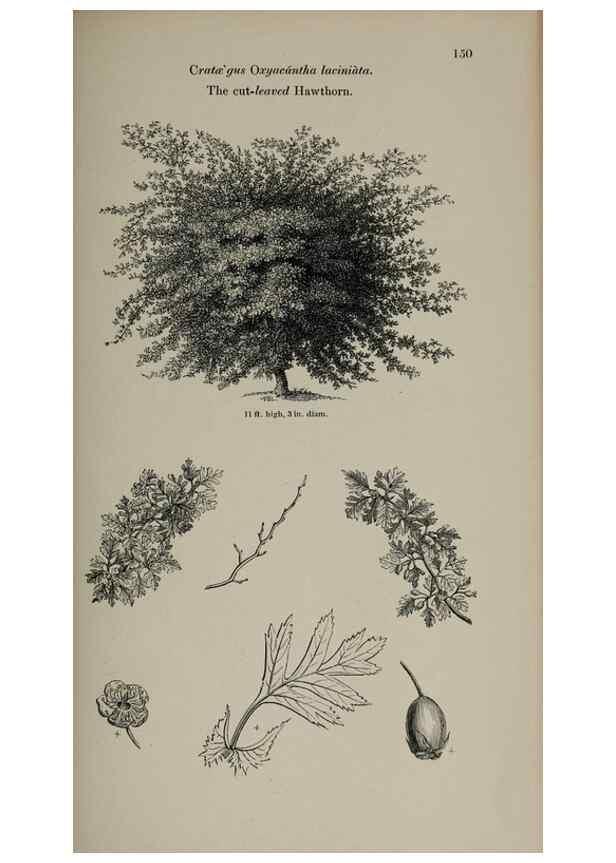 Reproducción/Reproduction 7064323649: Arboretum et fruticetum britannicum, or :. London :J.C. Loudon,1844.