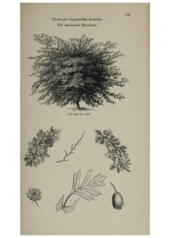 Reproducción/Reproduction 7064323649: Arboretum et fruticetum britannicum, or :. London :J.C. Loudon,1844.
