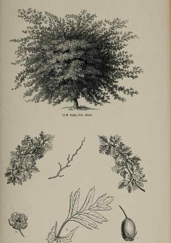 Reproducción/Reproduction 7064323649: Arboretum et fruticetum britannicum, or :. London :J.C. Loudon,1844.