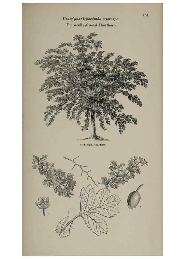 Reproducción/Reproduction 7064324207: Arboretum et fruticetum britannicum, or :. London :J.C. Loudon,1844.