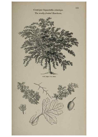 Reproducción/Reproduction 7064324207: Arboretum et fruticetum britannicum, or :. London :J.C. Loudon,1844.