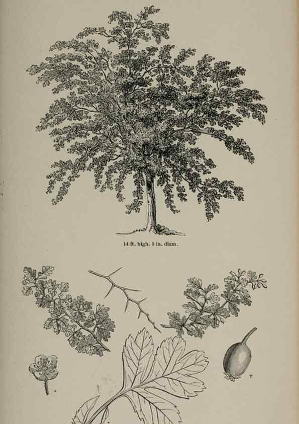 Reproducción/Reproduction 7064324207: Arboretum et fruticetum britannicum, or :. London :J.C. Loudon,1844.