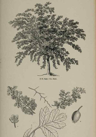 Reproducción/Reproduction 7064324207: Arboretum et fruticetum britannicum, or :. London :J.C. Loudon,1844.