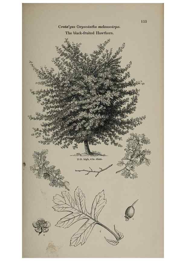 Reproducción/Reproduction 6918247400: Arboretum et fruticetum britannicum, or :. London :J.C. Loudon,1844.