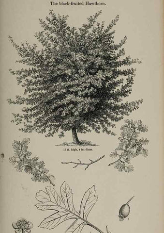 Reproducción/Reproduction 6918247400: Arboretum et fruticetum britannicum, or :. London :J.C. Loudon,1844.