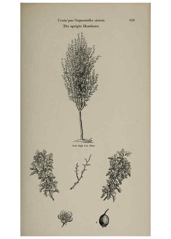 Reproducción/Reproduction 7064326505: Arboretum et fruticetum britannicum, or :. London :J.C. Loudon,1844.