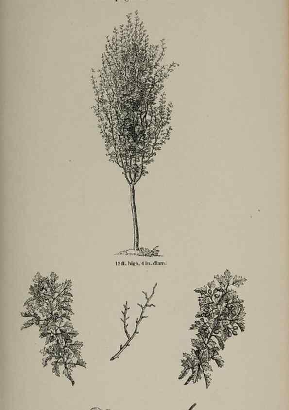 Reproducción/Reproduction 7064326505: Arboretum et fruticetum britannicum, or :. London :J.C. Loudon,1844.