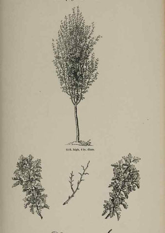 Reproducción/Reproduction 7064326505: Arboretum et fruticetum britannicum, or :. London :J.C. Loudon,1844.
