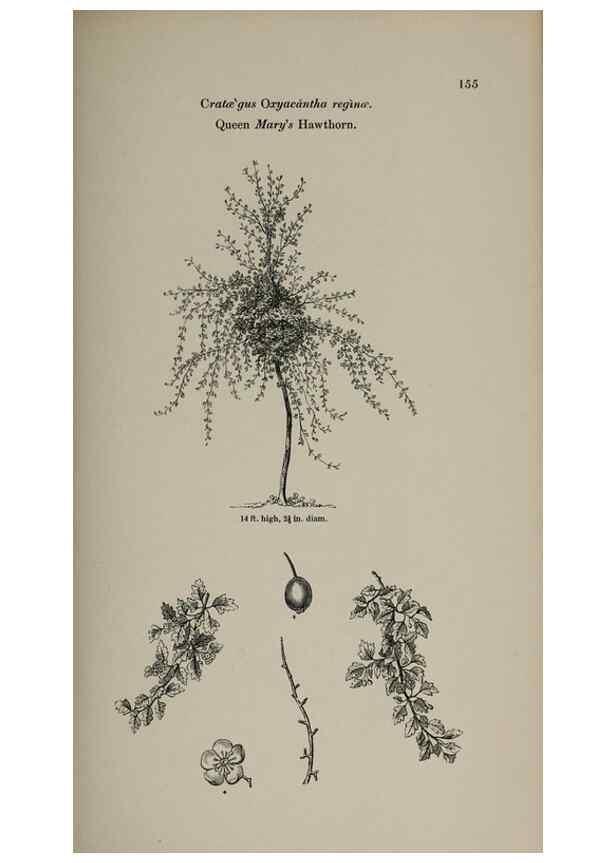 Reproducción/Reproduction 7064327039: Arboretum et fruticetum britannicum, or :. London :J.C. Loudon,1844.