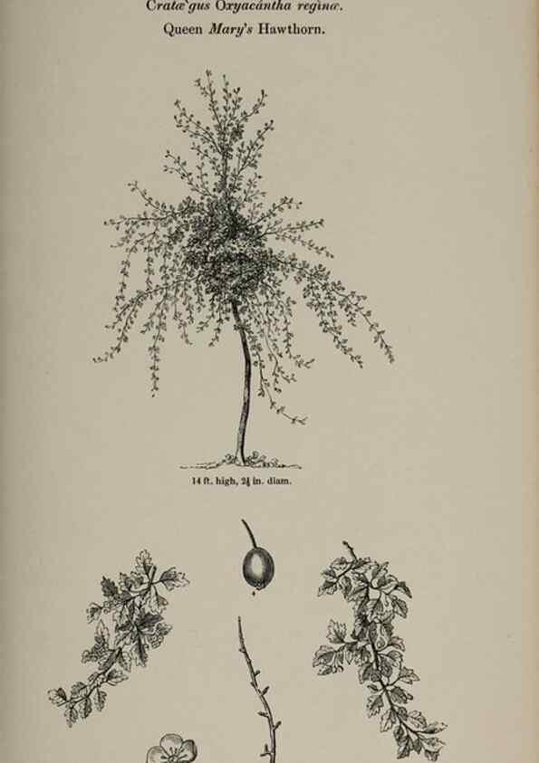 Reproducción/Reproduction 7064327039: Arboretum et fruticetum britannicum, or :. London :J.C. Loudon,1844.