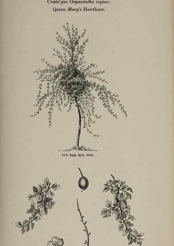 Reproducción/Reproduction 7064327039: Arboretum et fruticetum britannicum, or :. London :J.C. Loudon,1844.