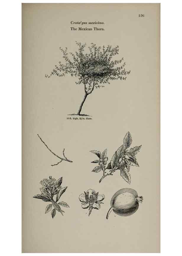 Reproducción/Reproduction 6918249482: Arboretum et fruticetum britannicum, or :. London :J.C. Loudon,1844.