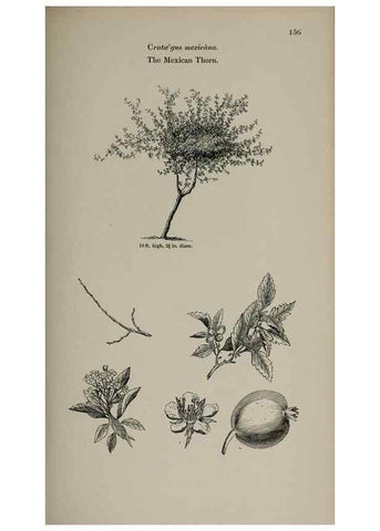 Reproducción/Reproduction 6918249482: Arboretum et fruticetum britannicum, or :. London :J.C. Loudon,1844.